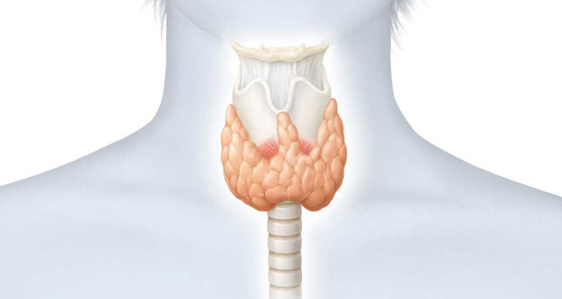 Слабый диффузный. Заболевания щитовидной железы. Трахея и щитовидная железа. Щитовидная железа у женщин.