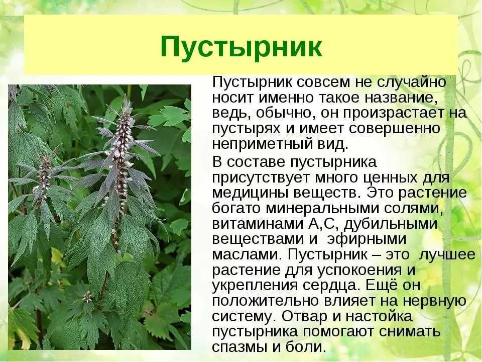 Польза, лечебные свойства и противопоказания лечения османтусом