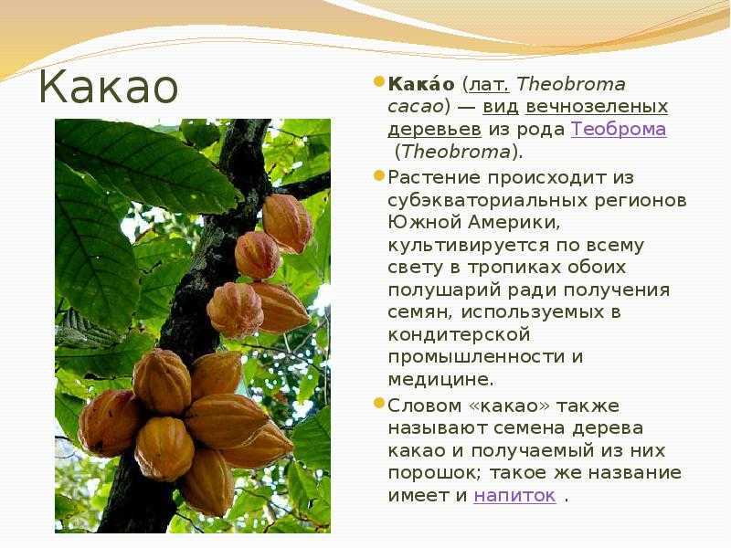 Theobroma cacao seed butter – применение в косметике и свойства