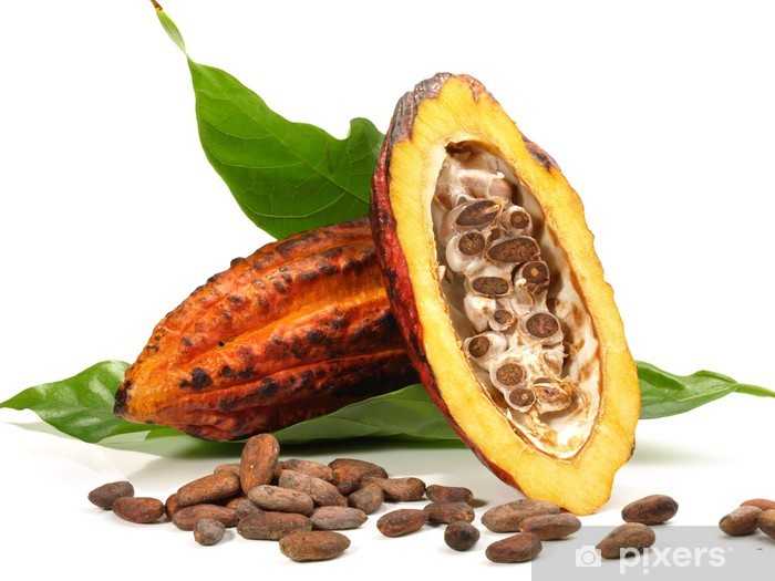 Теоброма какао -theobroma cacao