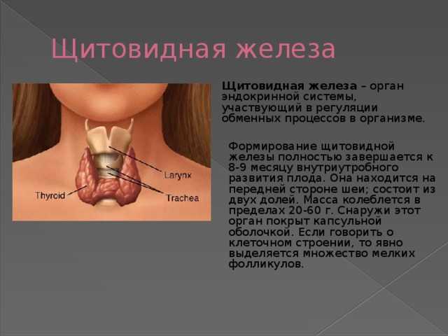 Щитовидная железа биология 8 класс. Щитовидная железа орган. Щитовидная железа расположение. Расположение щитовидной железы у женщин схема.