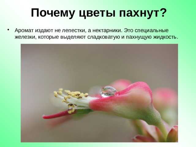 Цветки имеют нектарники. Почему пахнут цветы. Почему растения пахнут. Члячля чего пахнут цветы. Почему цветы пахнут для детей.