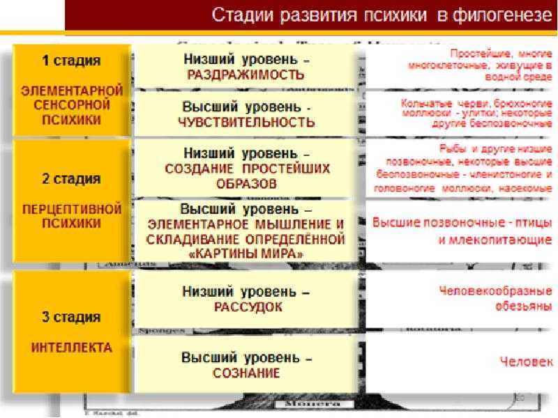 Филогенез (филогения) в систематике организмов, таксоны