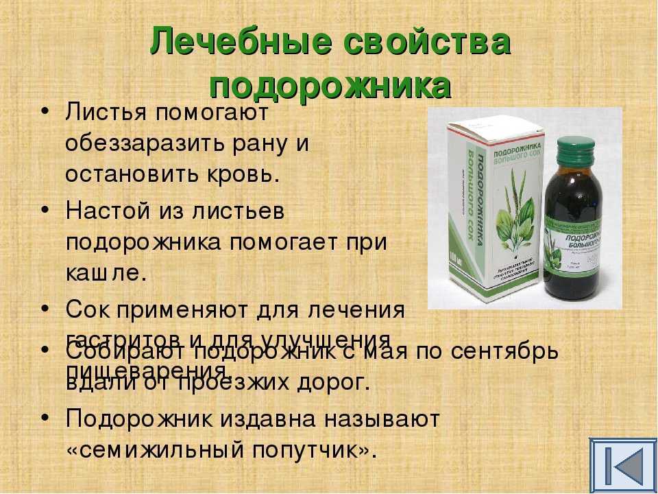 Османтус : лекарственное растение, применение, отзывы, полезные свойства, противопоказания
