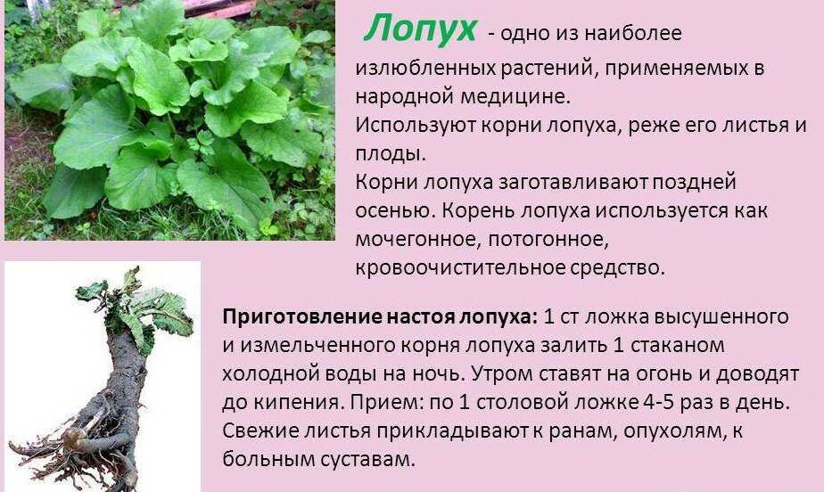Свойства и описание душистого чая с османтусом