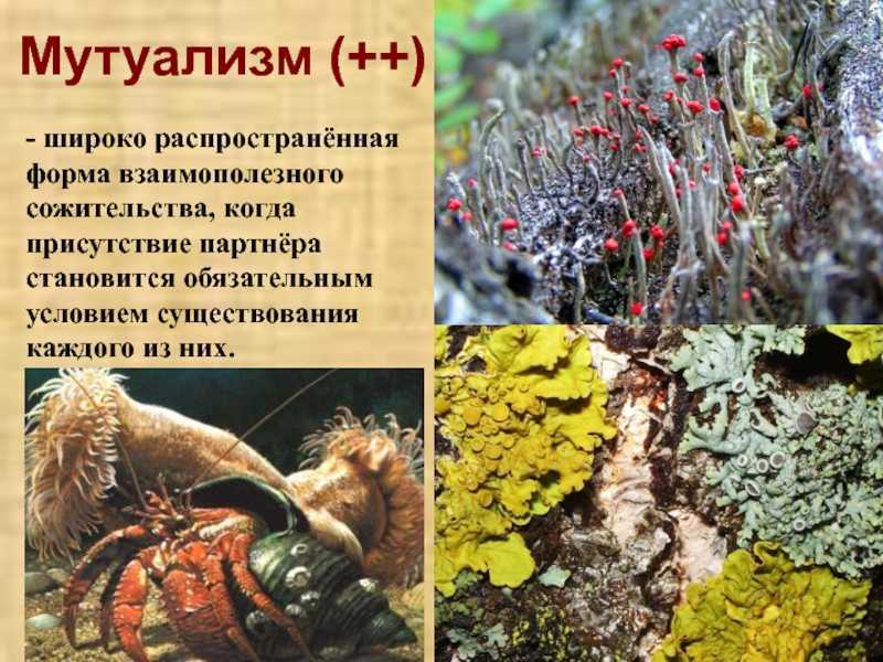 Симбиоз живых организмов в природе: определение, типы и примеры