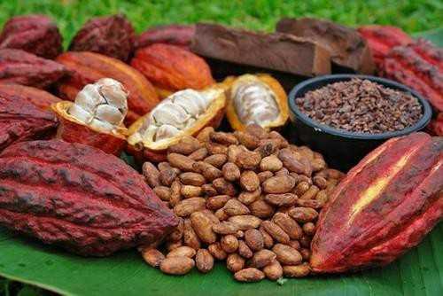 Теоброма какао - theobroma cacao - abcdef.wiki